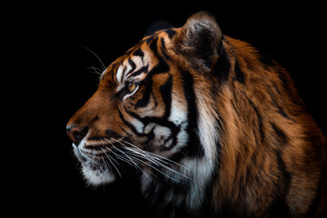 Vue de face du tigre de Sumatra isolé sur fond noir. Portrait de tigre de Sumatra (Panthera tigris sumatrae)