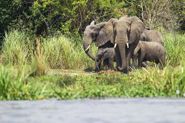elephant africain (loxodonta africana)