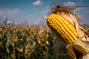 corn harvest in sown field