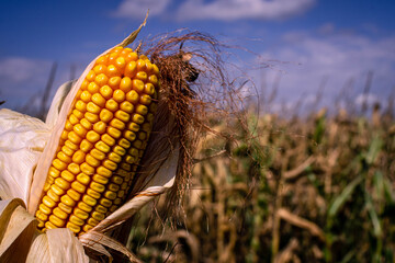 corn field in the wind