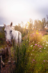 horse in the meadow in copina cordoba argentina