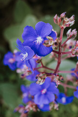 Fototapeta na wymiar blue and purple flowers