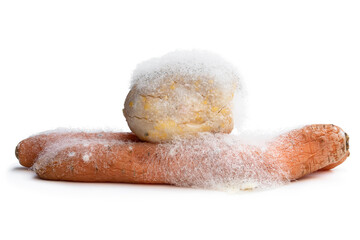 Rotten carrot and potatoe with colonies of mold fungi isolated on white
