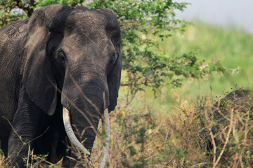 Fototapeta premium elephant africain (loxodonta africana)
