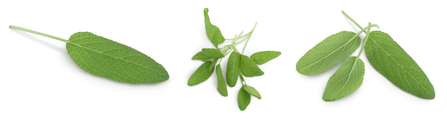Fototapeta premium Sage herb leaves isolated on white background with clipping path and full depth of field. Top view. Flat lay. Set or collection