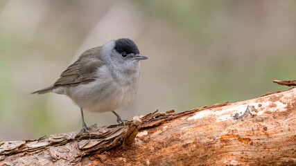 bird, natur, wild lebende tiere, spatz, tier, wild, ast, schnabel, baum, gering