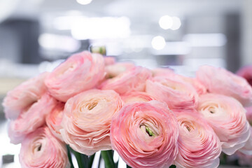 A bouquet of flowering ranunculus pink on a light background. Rich buttercup buds. Plenty of flowering