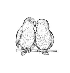 Sketch Lovebird parrots vector illustration. Lovebird parrot exotic bird engraving art design.