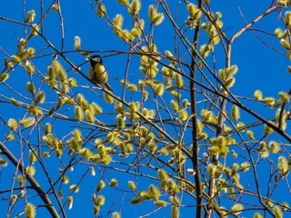 Great tit sits on a branch of flowering willow tree in rays of spring sun. Yellow bird eats buds of a budding bush. Concept of starting a new life, a bright holiday happy easter photo for a postcard.