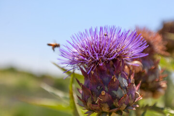 The bee flies to the flower collects nectar and makes honey. Nature.  Пчела летит к цветку собирает нектар и делает мед. Природа.