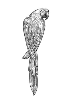 Sketch tropical parrot macaw vector illustration. Ara parrot exotic bird engraving art design. 