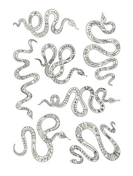 Vector set of snakes totem animal graphic elements for logo, tattoo or sticker black and white design. 