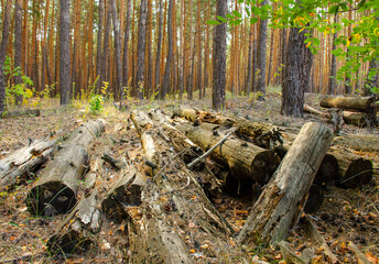 Freshly chopped tree rotten abandoned logs stacked up on top of each other in a pile