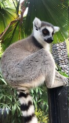lemur on tree