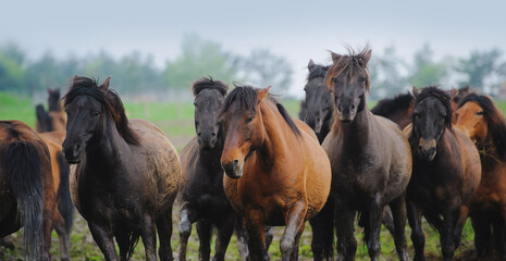 The herd of horses runs in full face freely. Bay horses on a rainy sky background