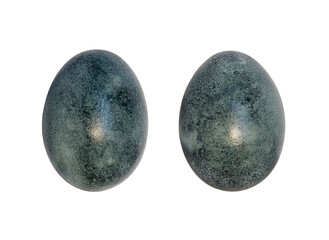 gray egg isolated on white background