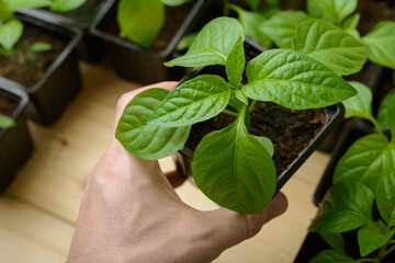 Seedlings of young garden greenhouse plants. Fruit or vegetable sprouts. Stems and leaves sprouting from fertile soil in growing containers. Germinating seeds for the formation of agricultural crops.