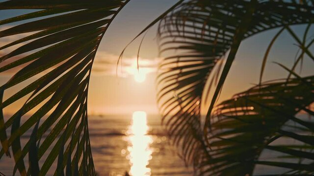 The leaves of a coconut tree sway in the wind against the blue sky at sunset. Incredibly beautiful sunset at Waikiki Beach, Oahu, Hawaii.