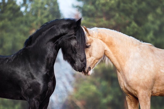 A night horse sniffing with a black frieze. Horses kiss