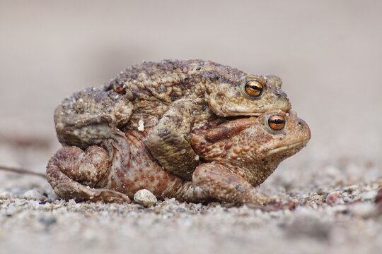 Ropuchy ,płazy gody ropuch ,miłosne uściski ,kopulacja płaz&oacute;w ,rozmnażanie