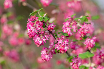 Close up of flowers on a red flowering currant (ribes sanguineum) shrub