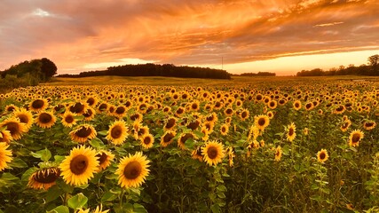 Fototapeta premium Sonnenblumenfeld