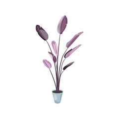 Strelicja - egzotyczne liście w odcieniach fioletu w błękitnej doniczce. Botaniczna ilustracja tropikalnej rośliny na białym tle.  © Monika