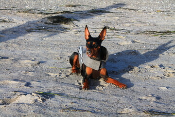 German Pincher / Deutscher Pinscher