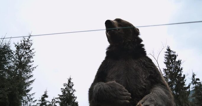 Close-up Portrait of Carpathian Brown Bear in Wild Nature. Dangerous Power fool Animals in Forest, Wildlife of Bears, Flora, and Fauna, living in wild free Habitat. Nature. Landscape. Wood.