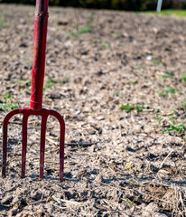Fototapeta na wymiar Pitch fork sticking out of the dirt of a garden with the prior years residue