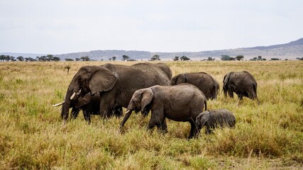 Naklejka na ściany i meble A family of Elephants on an African Safari