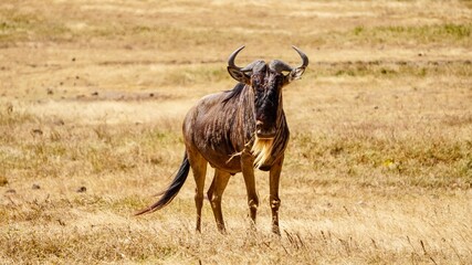 Naklejka na ściany i meble Wildebeest on an African Safari