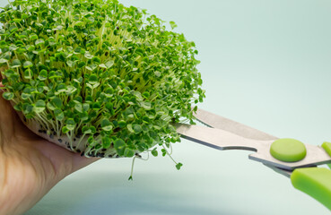 Cutting off the baselik micro vein. Microgreens of sprouted basil seeds. Healthy food and...