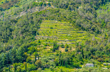 Landscape with vines on the hillside in the National park of Cinque Terre, Italy