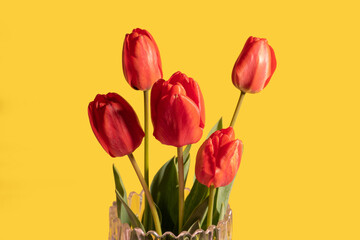 Five red tulips in a glass vase. Yellow background. Close up shot