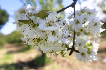 Close-up selective focus full frame view of a branch of white blossoms of pear tree.