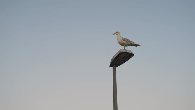 M&ouml;we auf Lampe im Abflug Zeitlupe