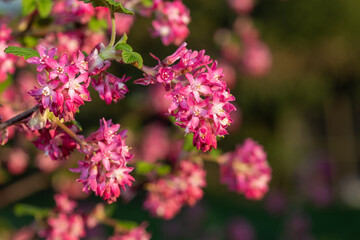 Close up of flowers on a red flowering currant (ribes sanguineum) shrub