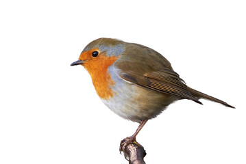European Robin isolated on white background (Erithacus Rubecula)