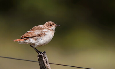 Primer plano de un hermoso pájaro (Furnarius rufus) posado en un poste de la cerca en el campo, mirando hacia adelante.