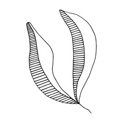 vector branch with leaves black and white. Minimalistic botanical illustration, hand drawing