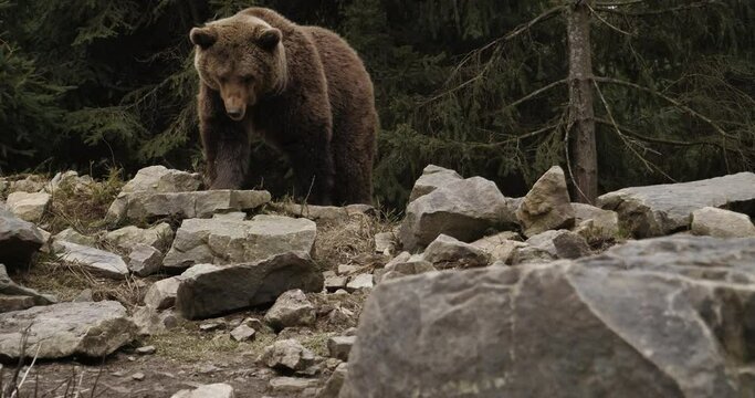 Cute Carpathian grizzly sitting on cliff top in the woods. Funny animal brown bear with tongue out roaring waiting food at sunset.