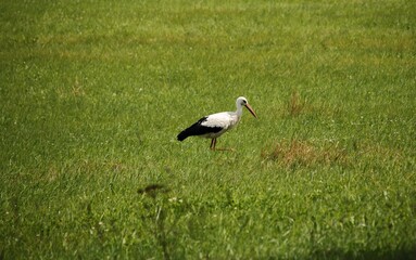 Obraz na płótnie Canvas An adult stork in search of food in wide open spaces of meadows