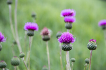 Flower of purple cardus marianus(Silybum marianum) growing along side of Rauchwart lake (Burgenland, Austria).