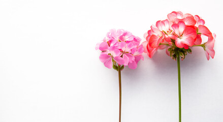 Pelargonium, garden geranium, zonal geranium Flowers on blue background