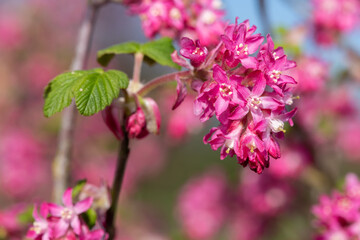 Fototapeta premium Close up of flowers on a red flowering currant (ribes sanguineum) shrub