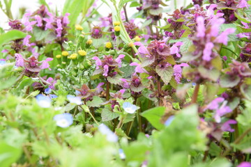 Blooming wild flowers on spring