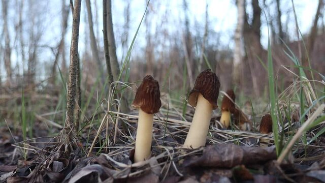 spring morel mushrooms in the forest