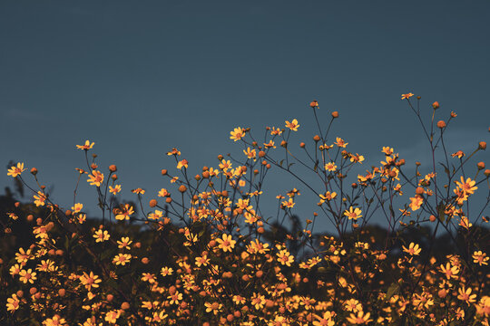 Field With Yellow Wild Flowers