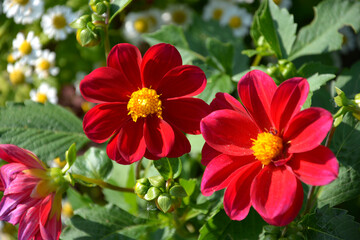 Buds of red dahlias. Flowering shrubs of dahlia in the form of a flower bed in the garden.